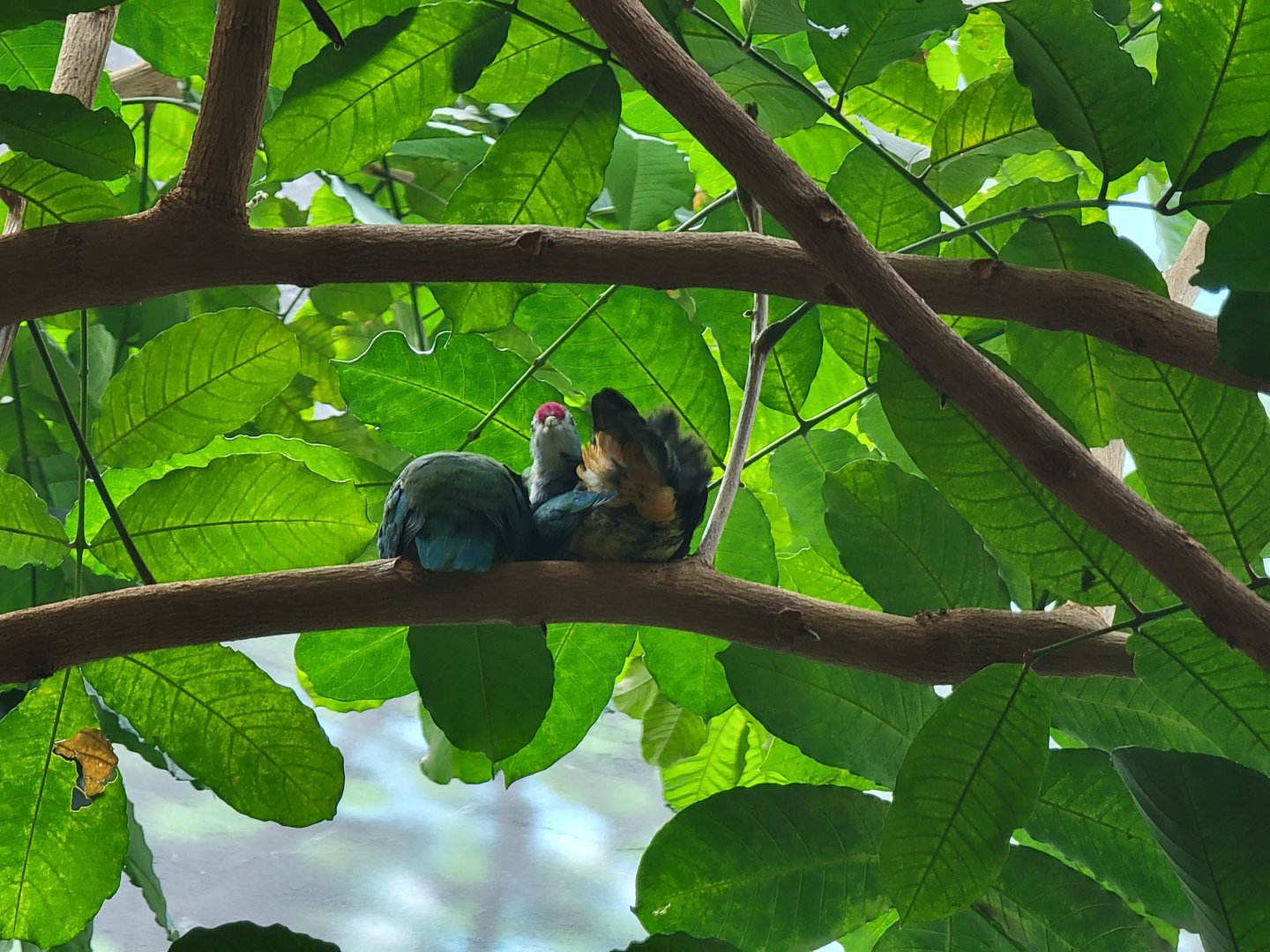 Louisville 5/22 - Islands Pavilion, walk-through aviary