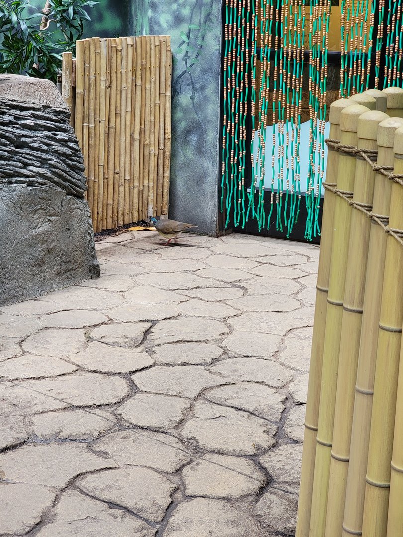 Louisville 5/22 - Islands Pavilion, walk-through aviary