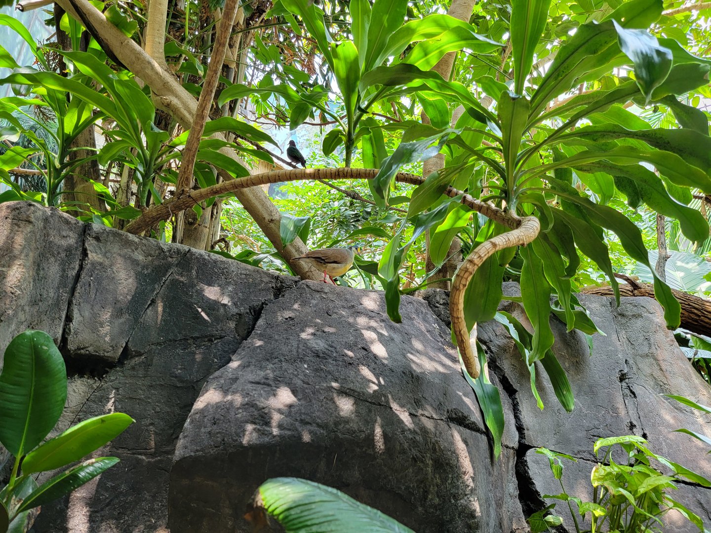 Louisville 5/22 - Islands Pavilion, walk-through aviary