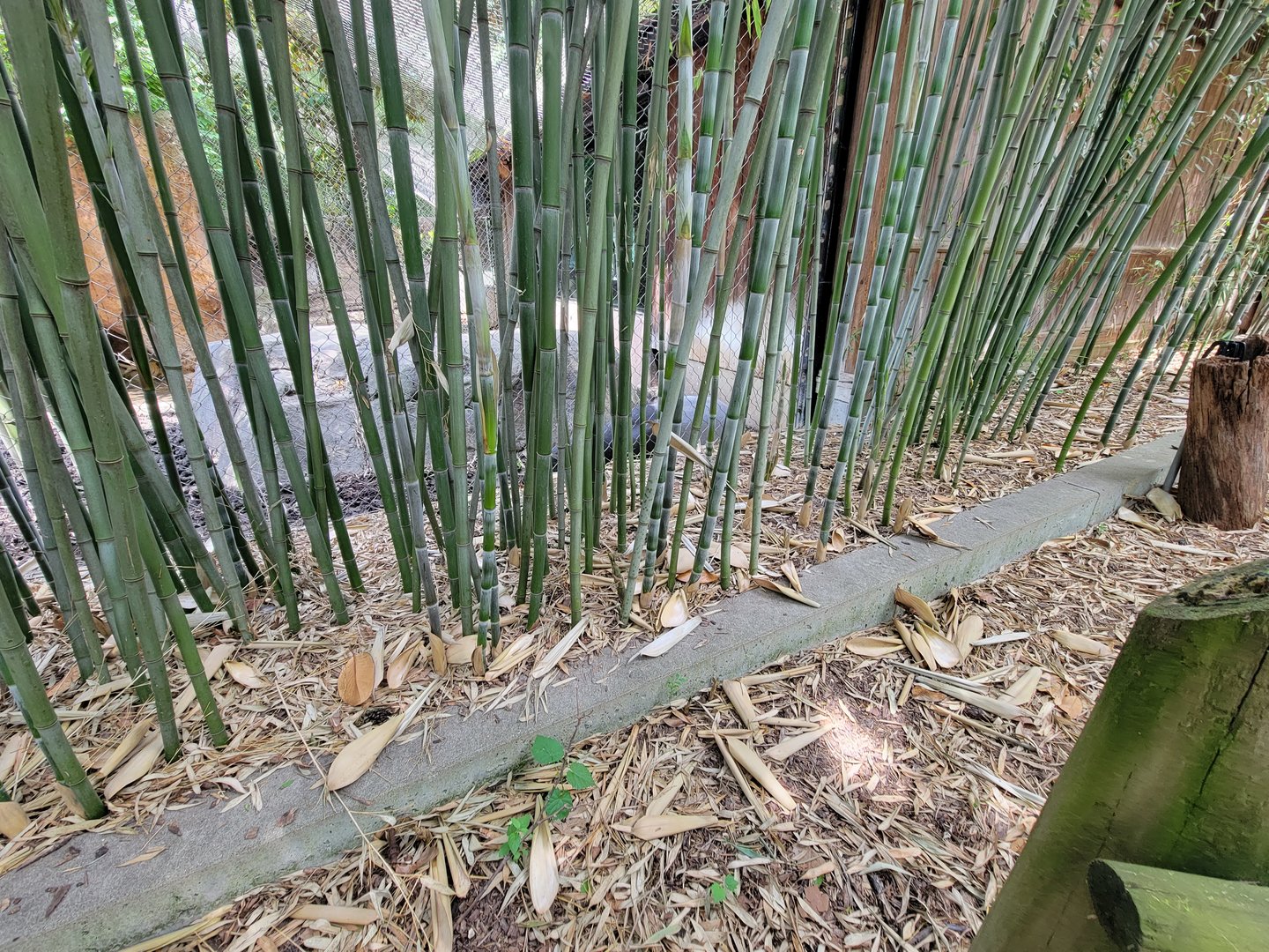 Louisville 5/22 - Islands, rotational exhibit #2, Malayan tapir
