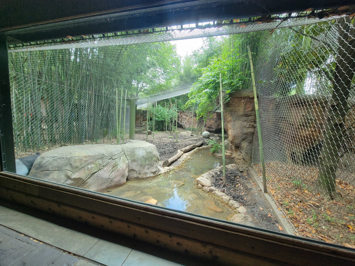 Louisville 5/22 - Islands, rotational exhibit #2, Malayan tapir