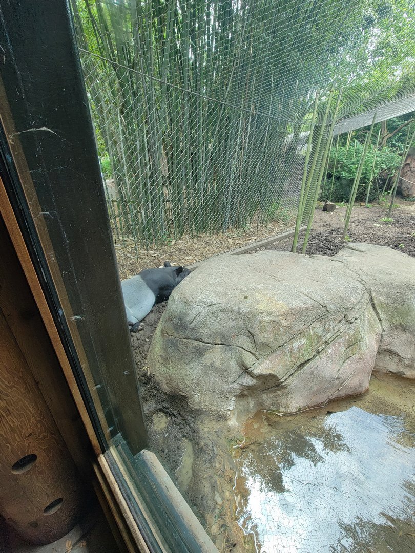 Louisville 5/22 - Islands, rotational exhibit #2, Malayan tapir