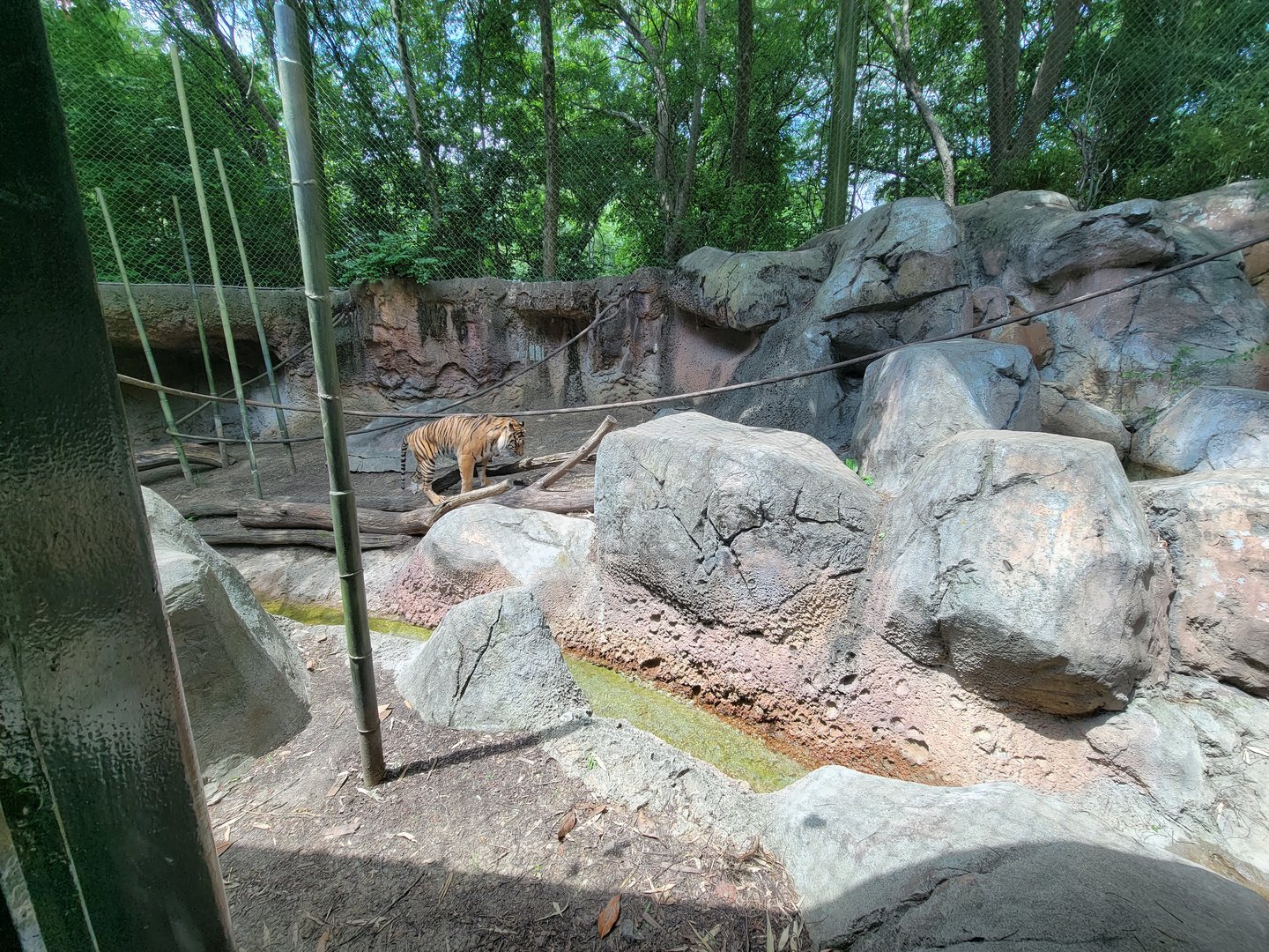 Louisville 5/22 - Islands, rotational exhibit #3, Sumatran tiger