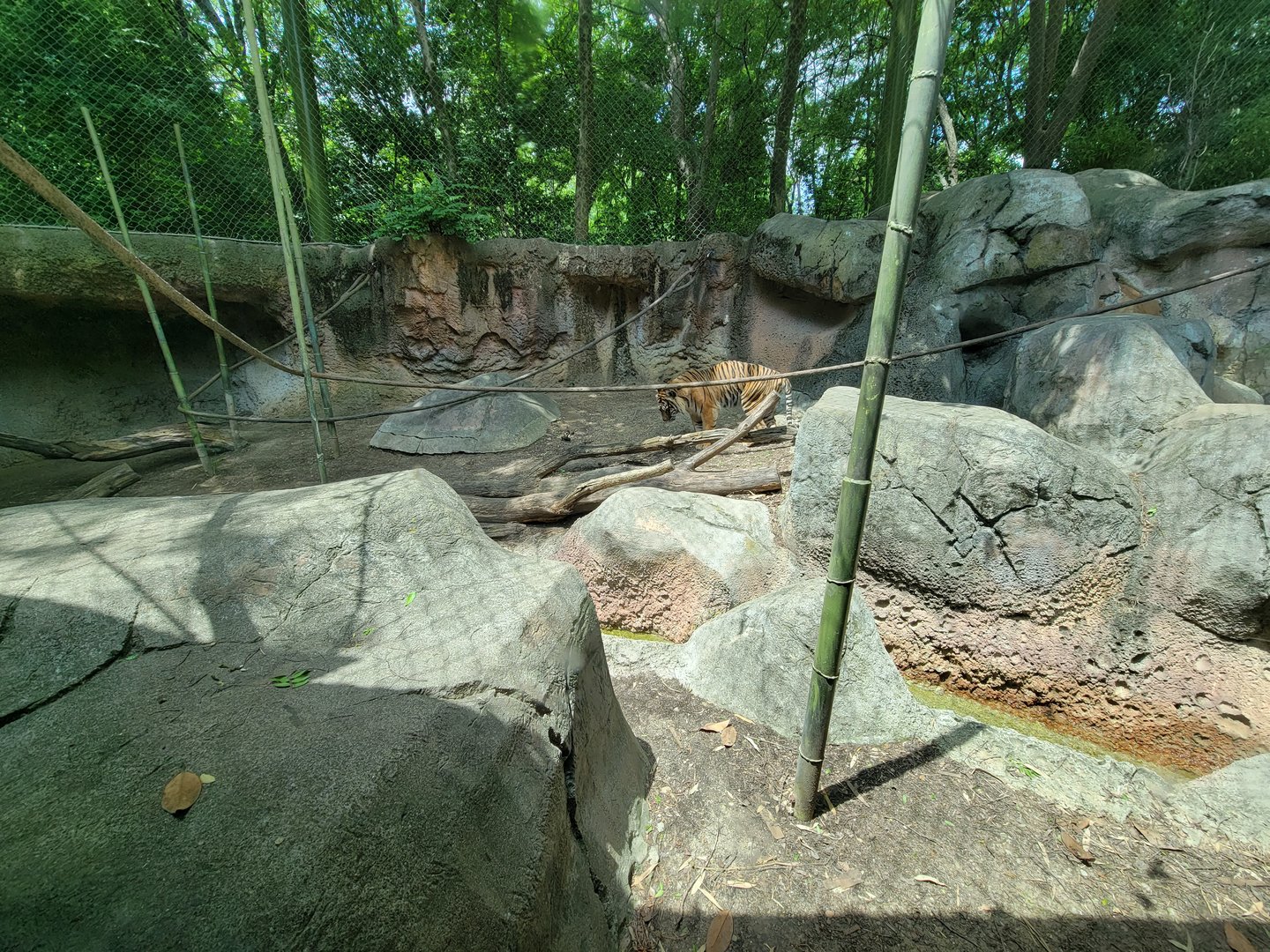 Louisville 5/22 - Islands, rotational exhibit #3, Sumatran tiger