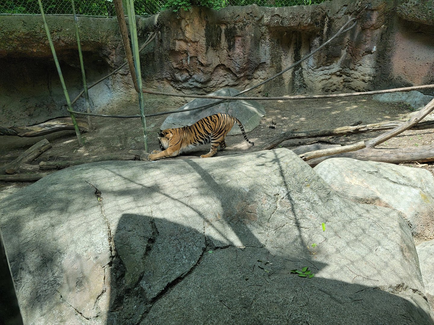 Louisville 5/22 - Islands, rotational exhibit #3, Sumatran tiger