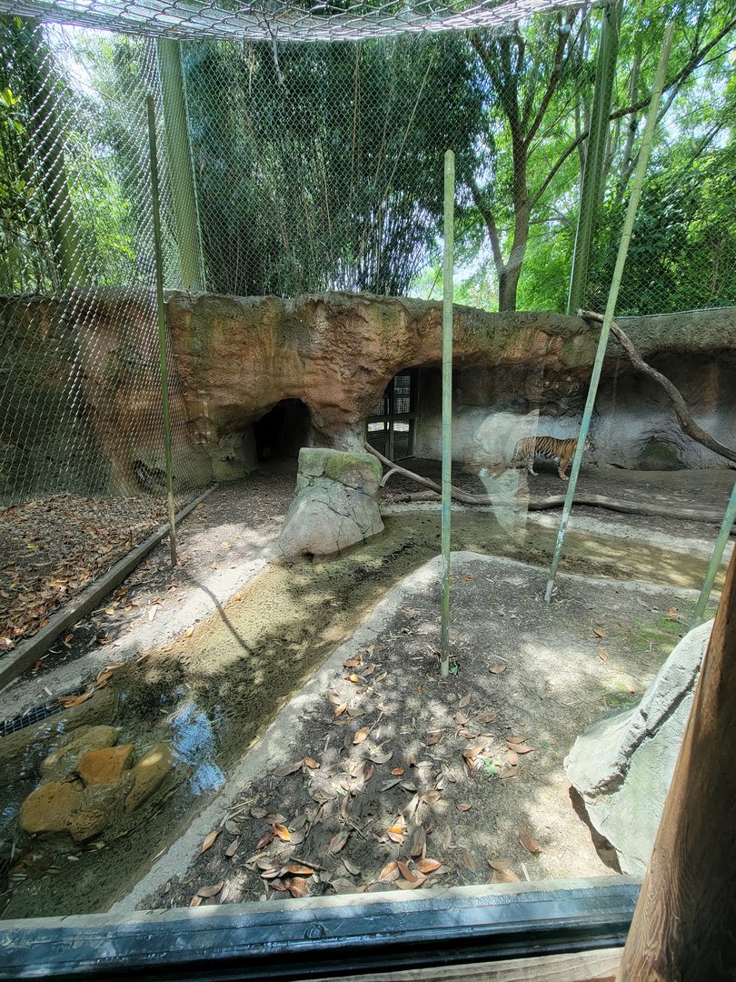 Louisville 5/22 - Islands, rotational exhibit #3, Sumatran tiger