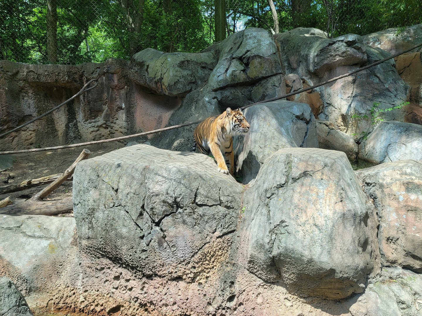 Louisville 5/22 - Islands, rotational exhibit #3, Sumatran tiger