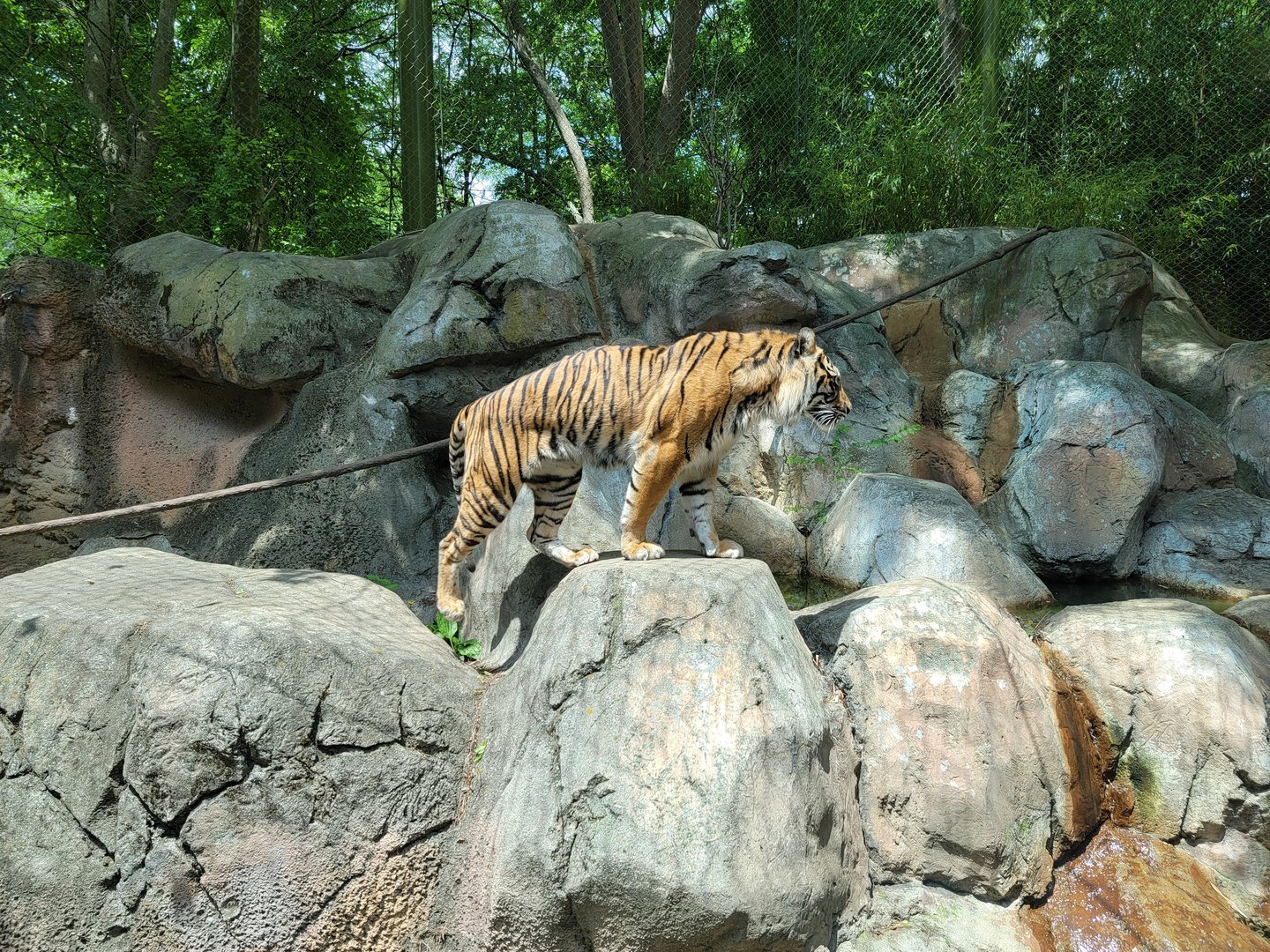 Louisville 5/22 - Islands, rotational exhibit #3, Sumatran tiger