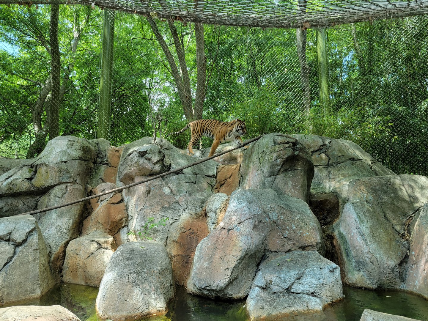 Louisville 5/22 - Islands, rotational exhibit #3, Sumatran tiger