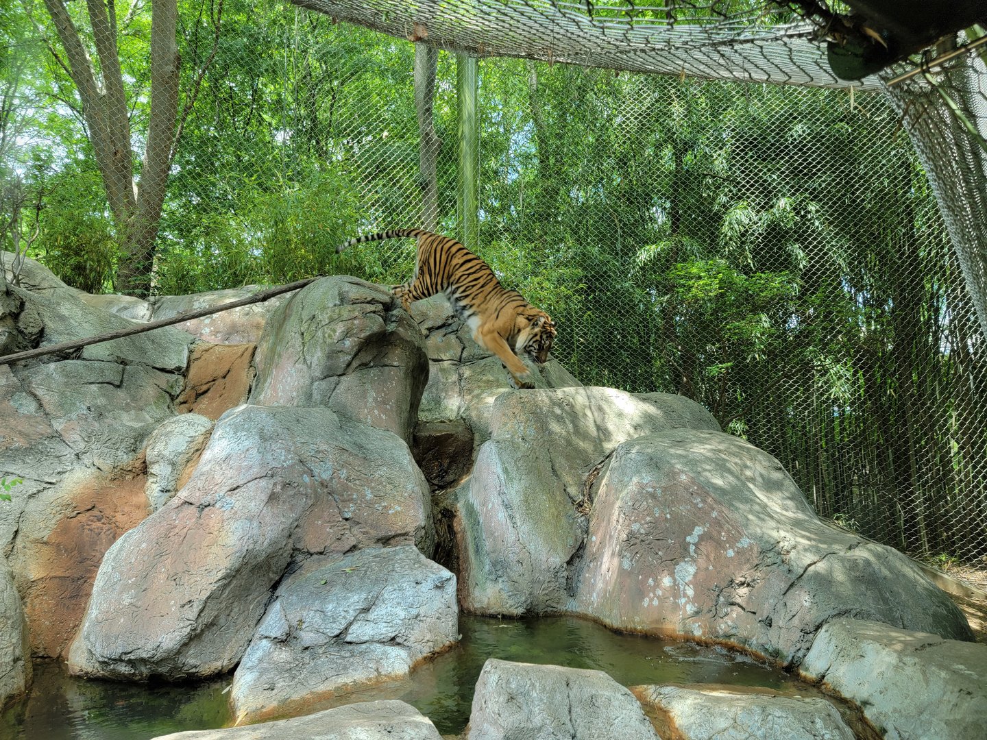 Louisville 5/22 - Islands, rotational exhibit #3, Sumatran tiger