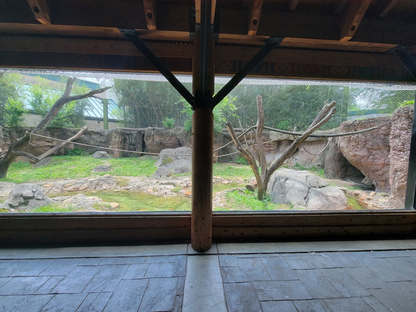 Louisville 5/22 - Islands, rotational exhibit Banjar House, Sumatran tiger