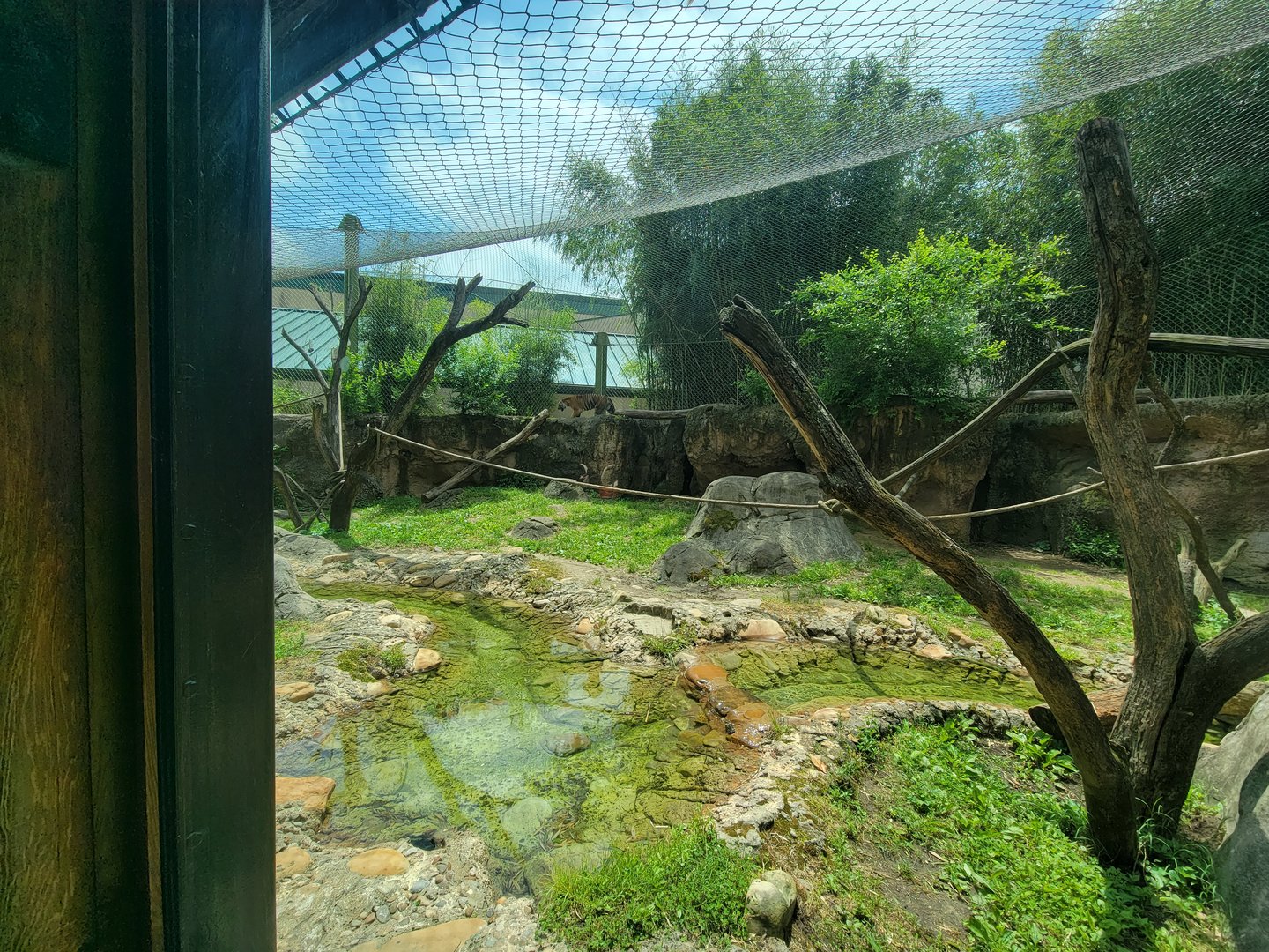 Louisville 5/22 - Islands, rotational exhibit Banjar House, Sumatran tiger