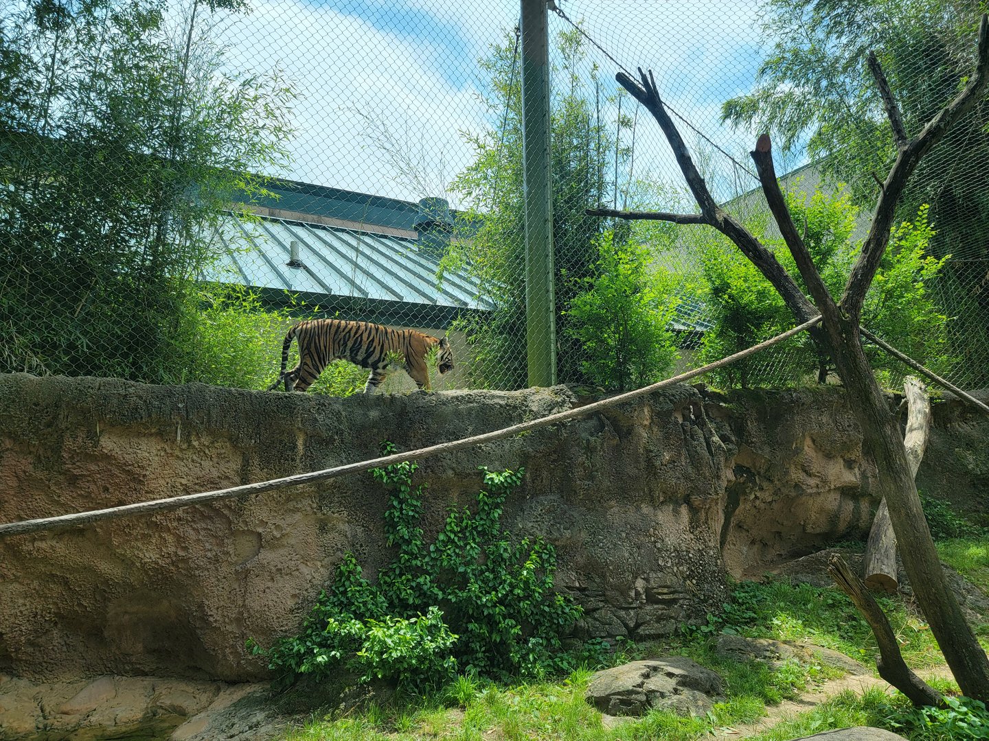 Louisville 5/22 - Islands, rotational exhibit Banjar House, Sumatran tiger