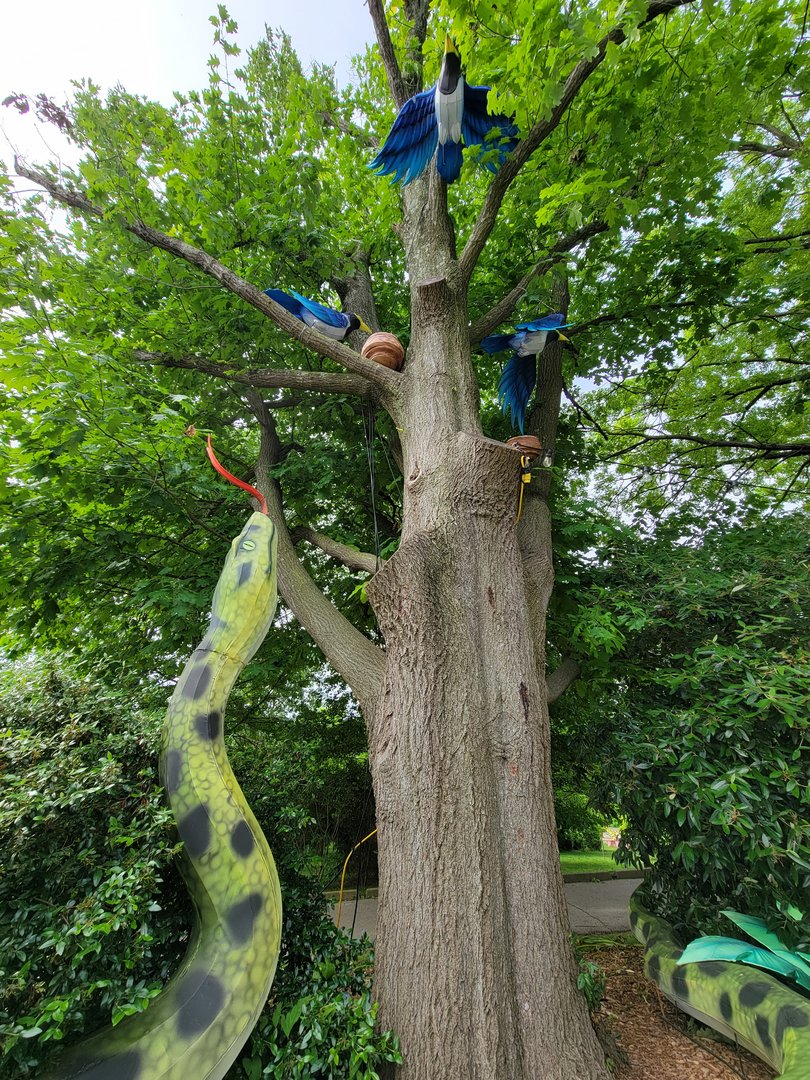 Louisville 5/22 - Lantern festival, snake and birds