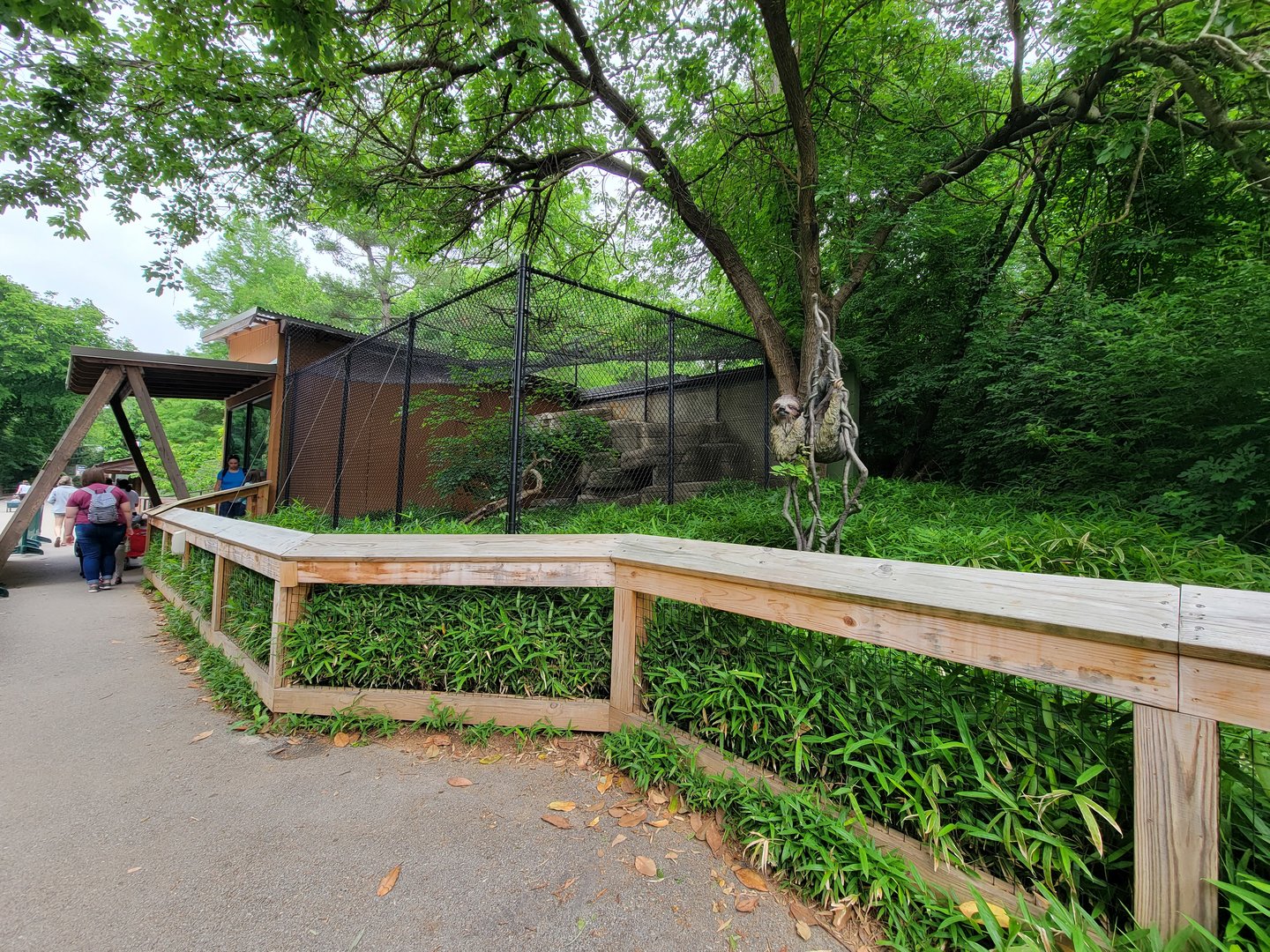 Louisville 5/22 - Linnaeus's two-toed sloth