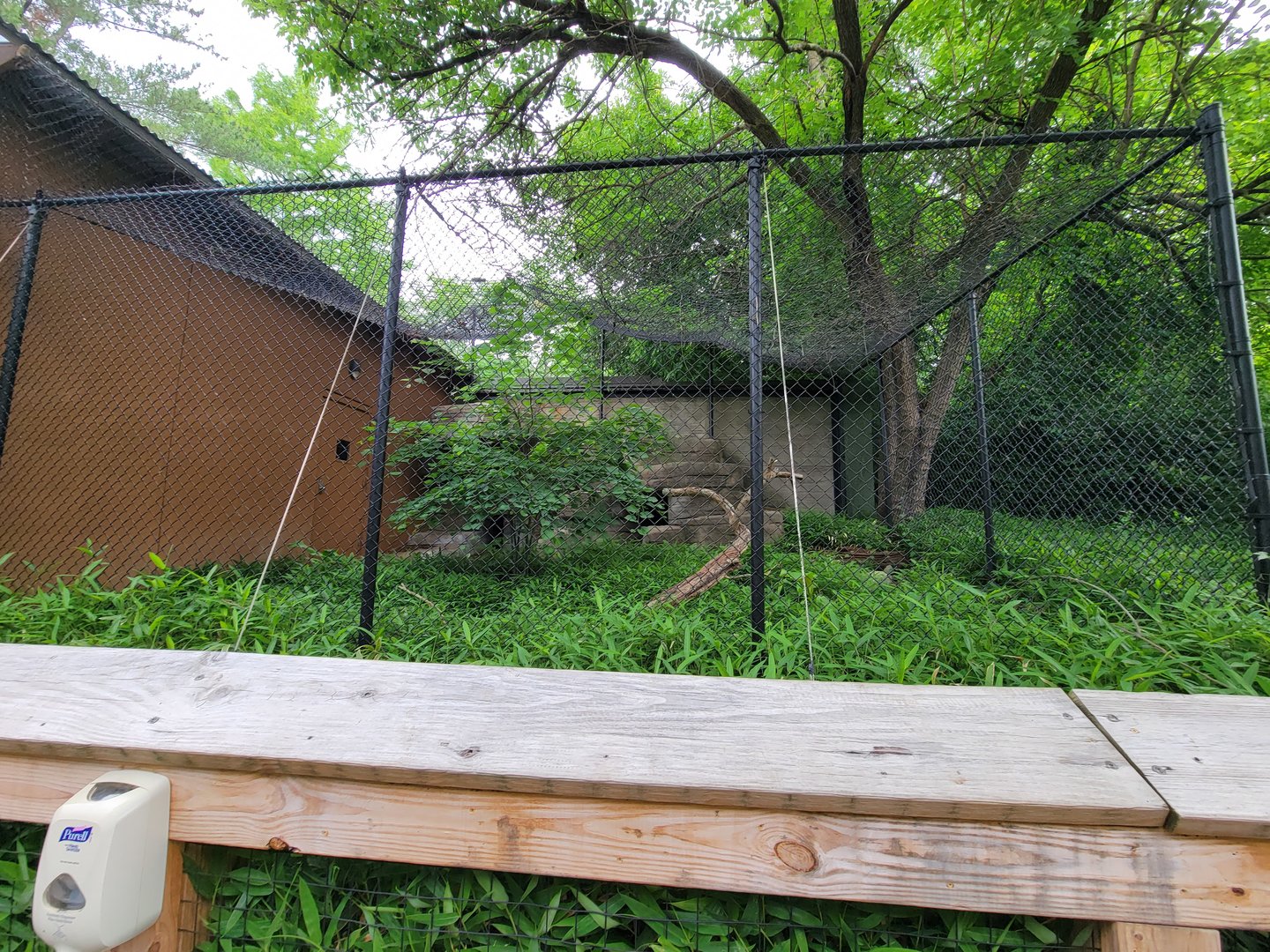 Louisville 5/22 - Linnaeus's two-toed sloth