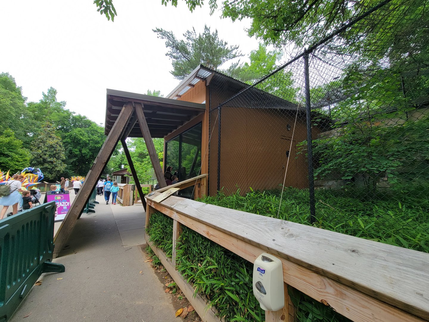 Louisville 5/22 - Linnaeus's two-toed sloth