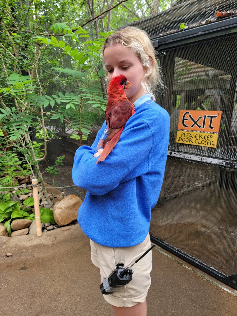 Louisville 5/22 - Lorikeet Landing, red lory on employee