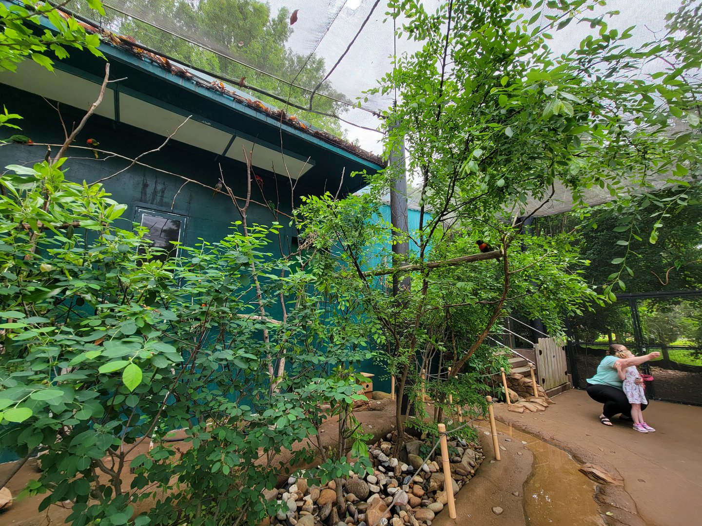 Louisville 5/22 - Lorikeet Landing