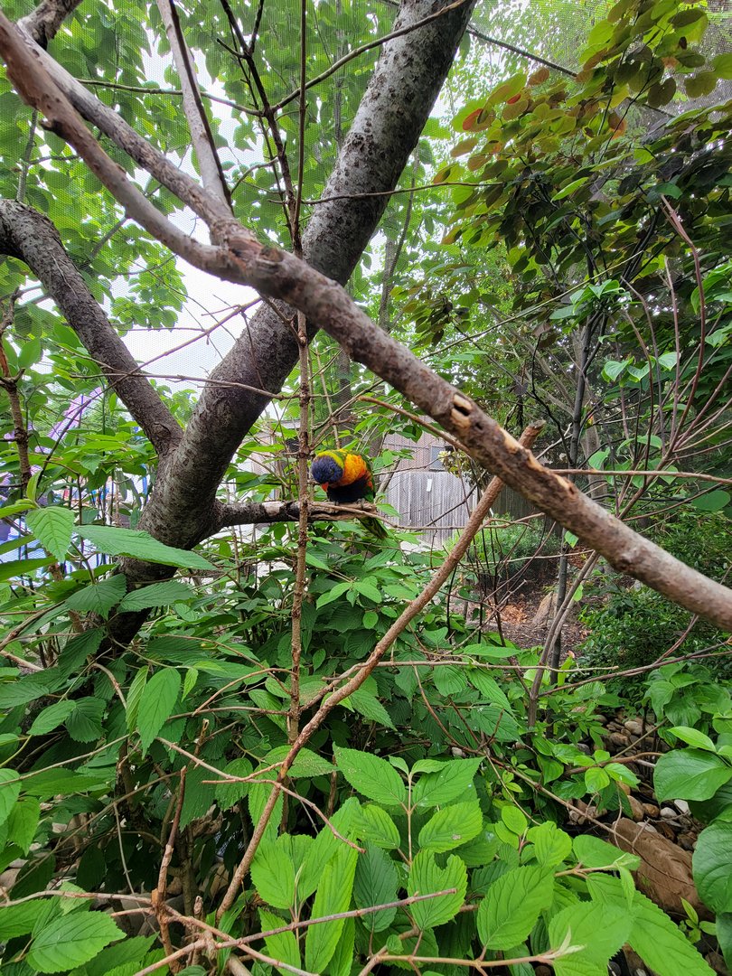 Louisville 5/22 - Lorikeet Landing