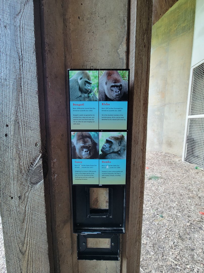 Louisville 5/22 - Lowland Gorillas in residence