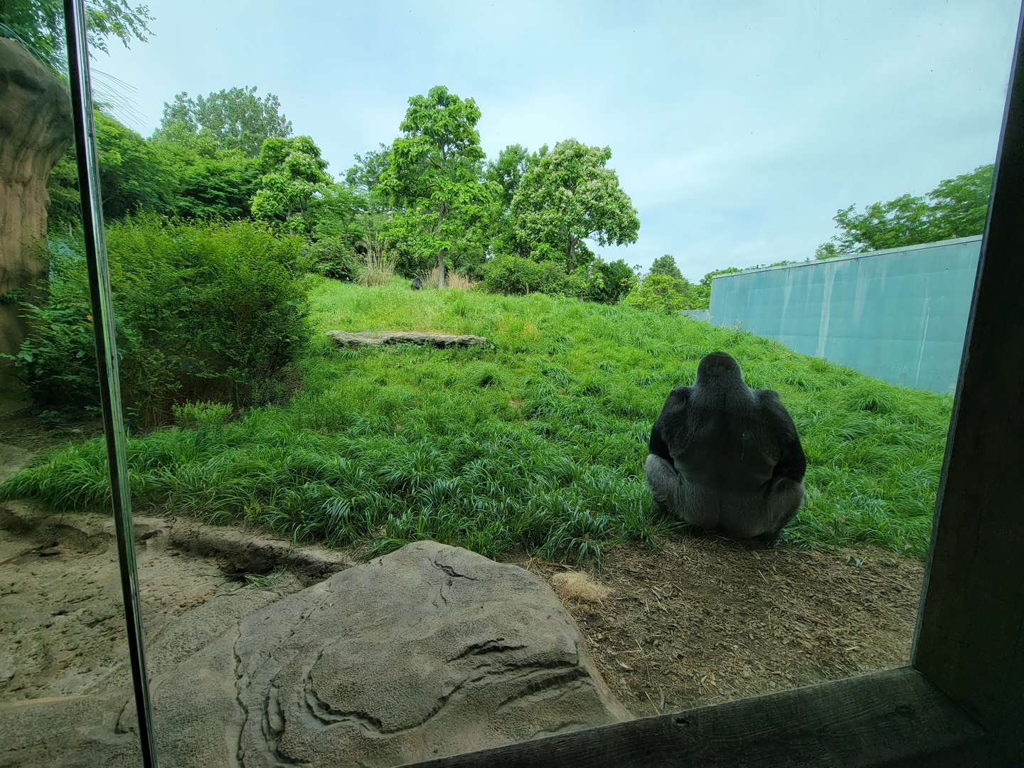 Louisville 5/22 - Lowland Gorillas