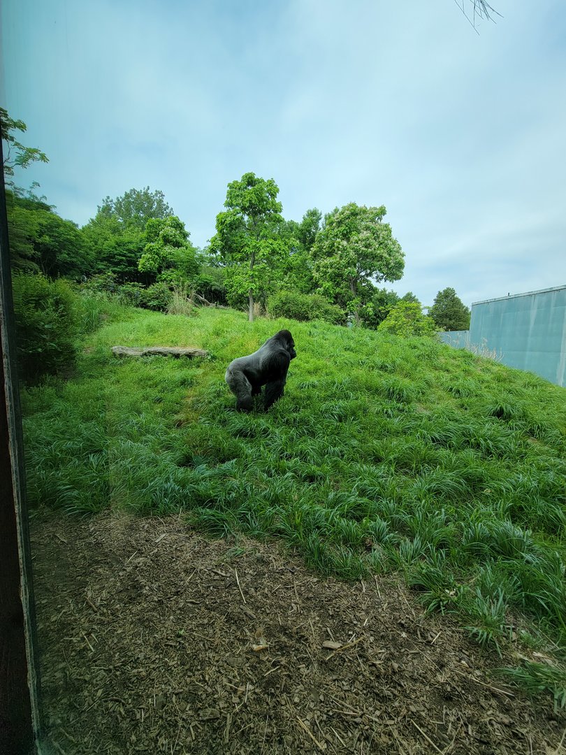 Louisville 5/22 - Lowland Gorillas