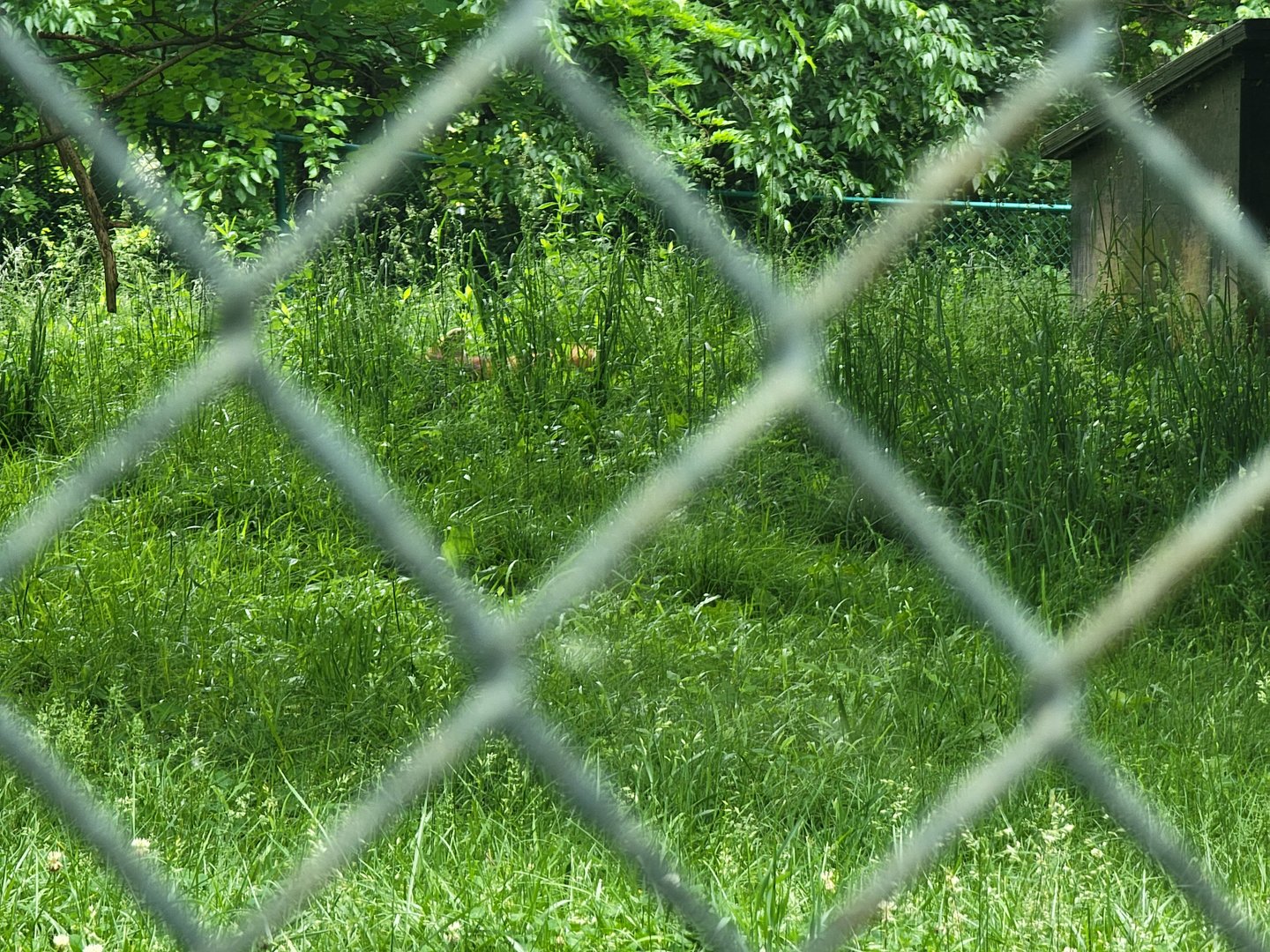Louisville 5/22 - Maned wolf hiding