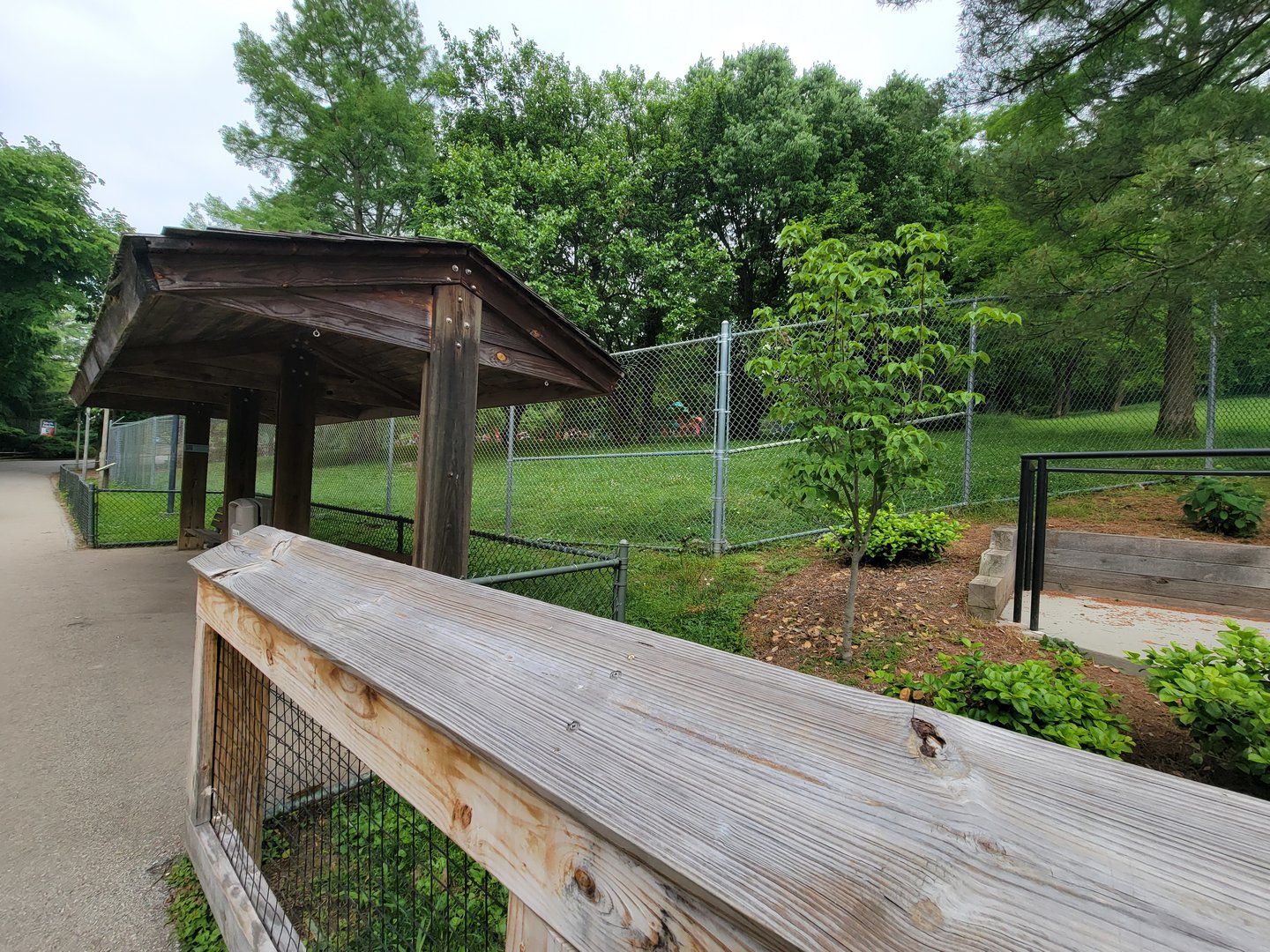 Louisville 5/22 - Maned wolf