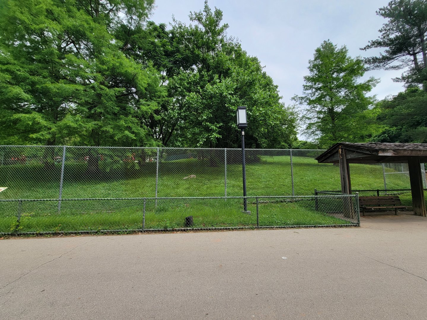 Louisville 5/22 - Maned wolf