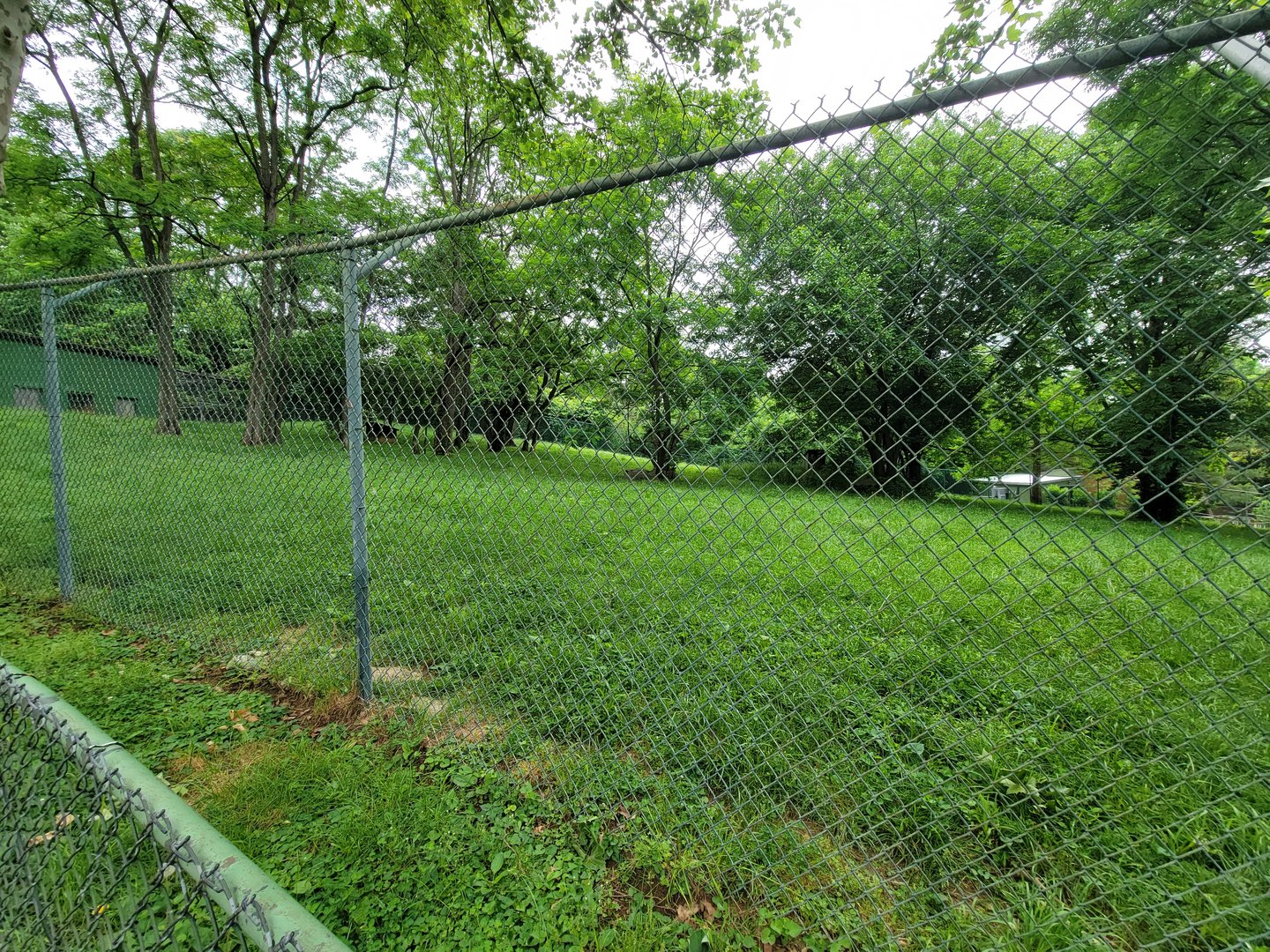 Louisville 5/22 - Maned wolf