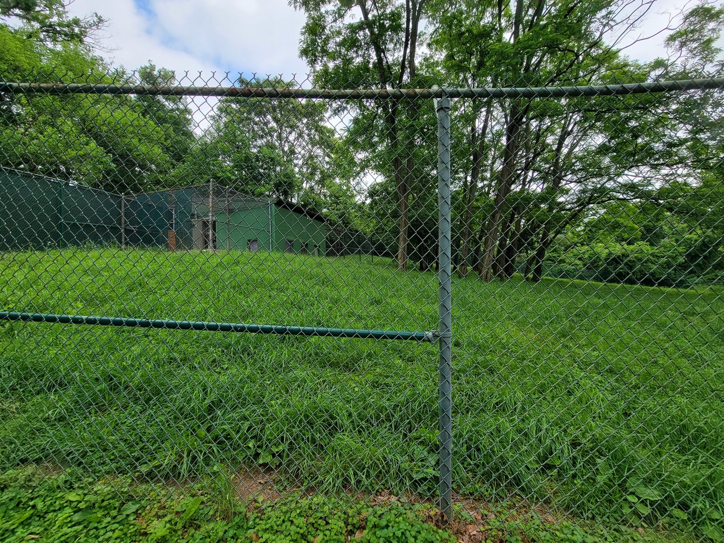 Louisville 5/22 - Maned wolf