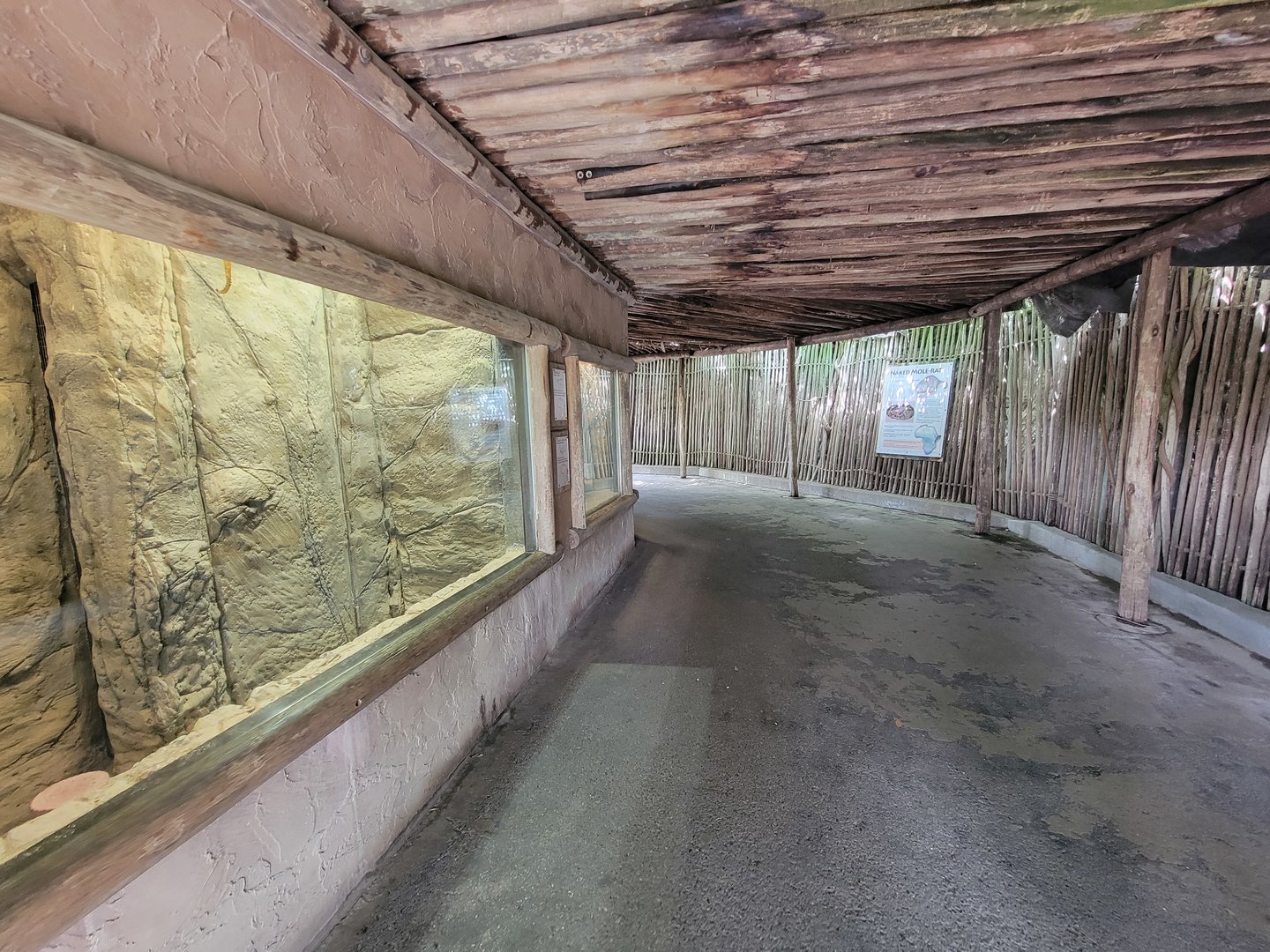 Louisville 5/22 - Meerkat indoor area, naked mole-rats