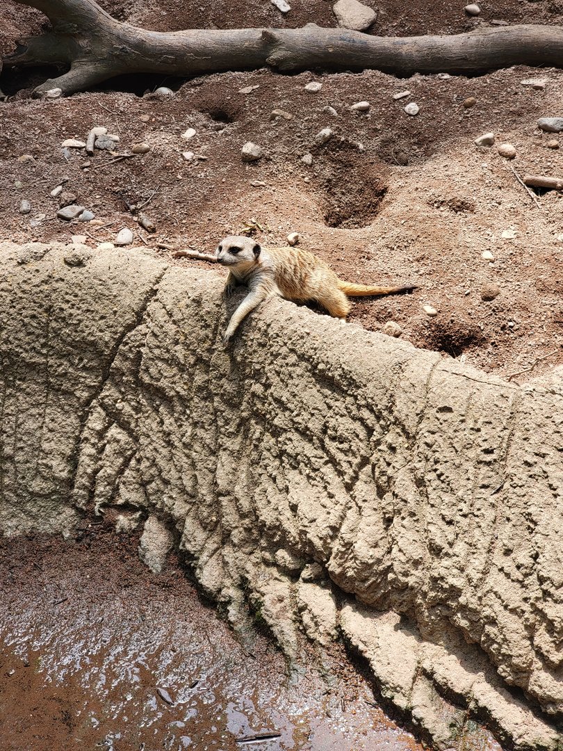 Louisville 5/22 - Meerkat relaxing