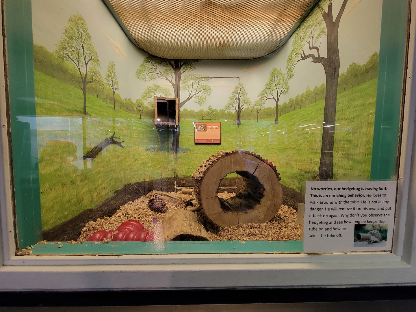 Louisville 5/22 - Metazoo, African pygmy hedgehog