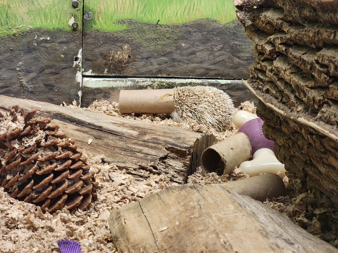 Louisville 5/22 - Metazoo, African pygmy hedgehog