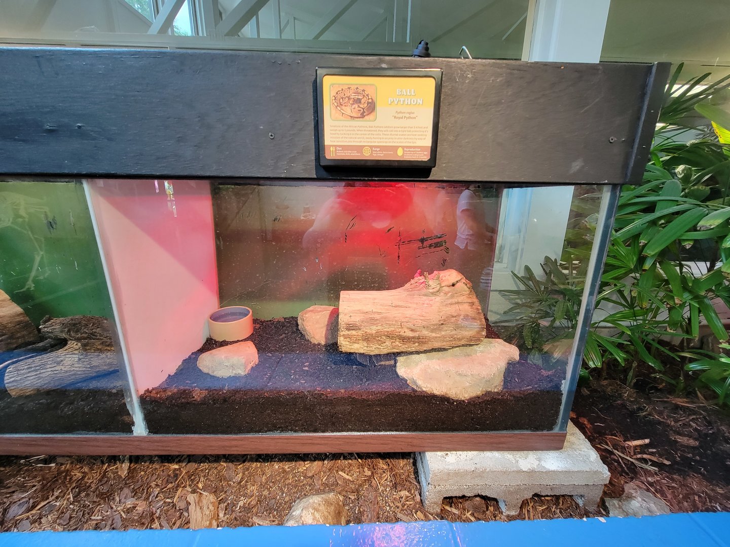 Louisville 5/22 - Metazoo, ball python