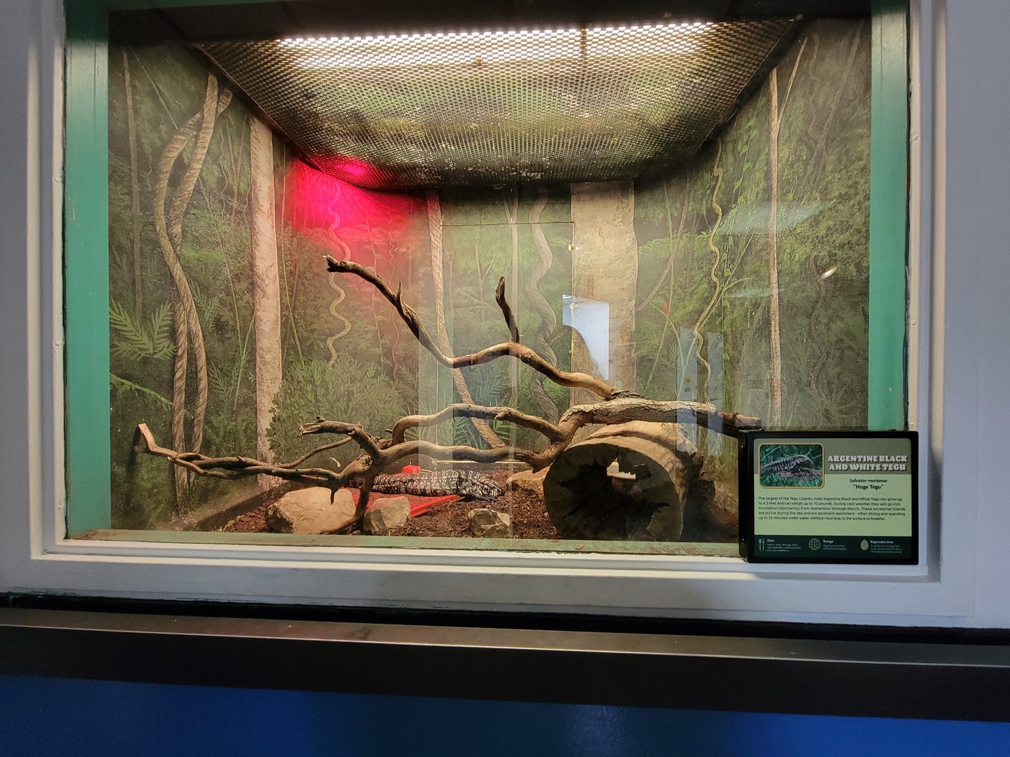 Louisville 5/22 - Metazoo, black and white tegu