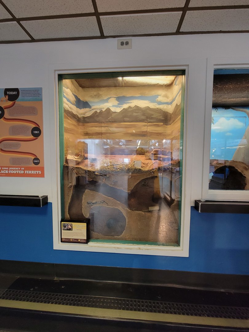 Louisville 5/22 - Metazoo, black-footed ferret