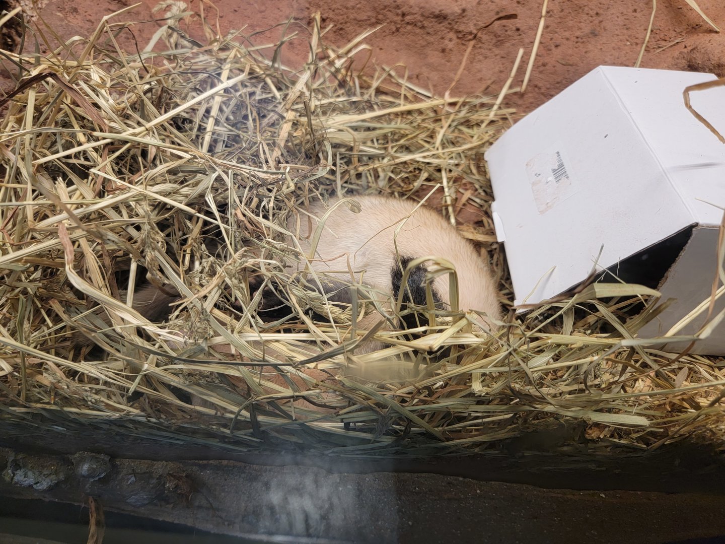 Louisville 5/22 - Metazoo, black-footed ferret