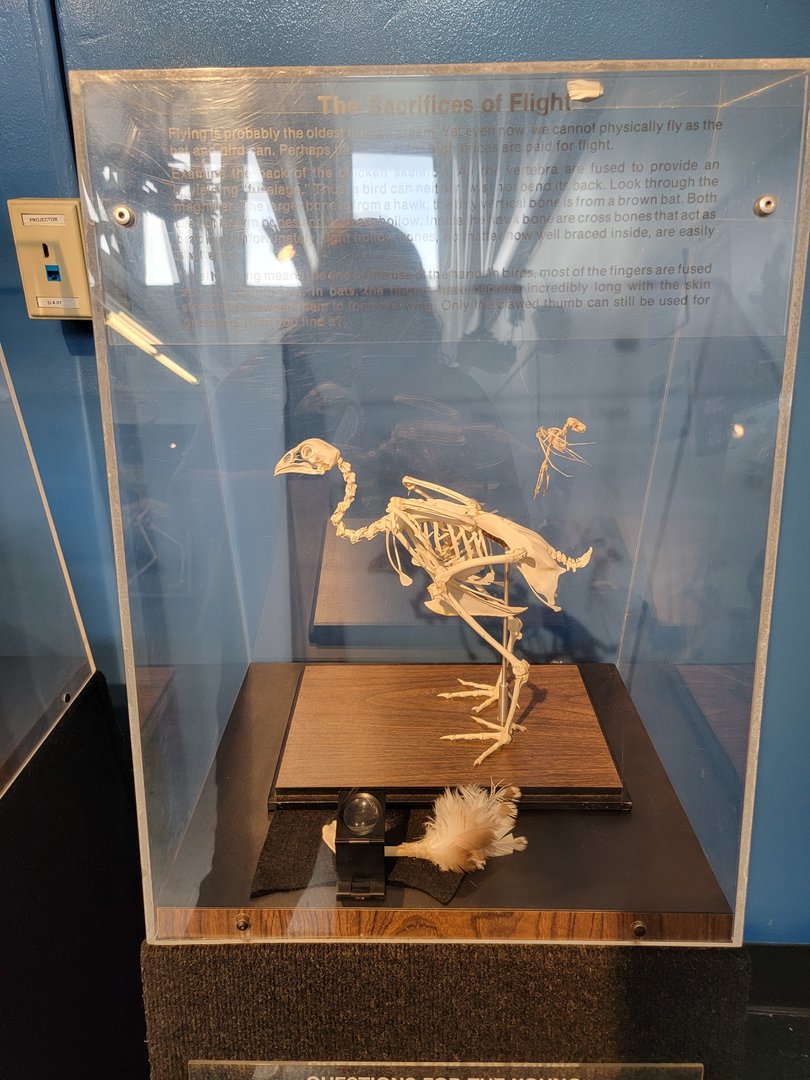 Louisville 5/22 - Metazoo, chicken vs bat skeletons