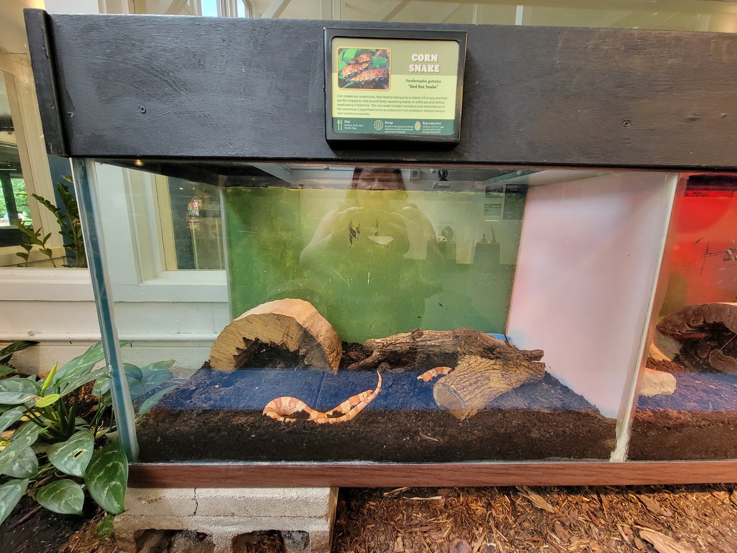 Louisville 5/22 - Metazoo, corn snake