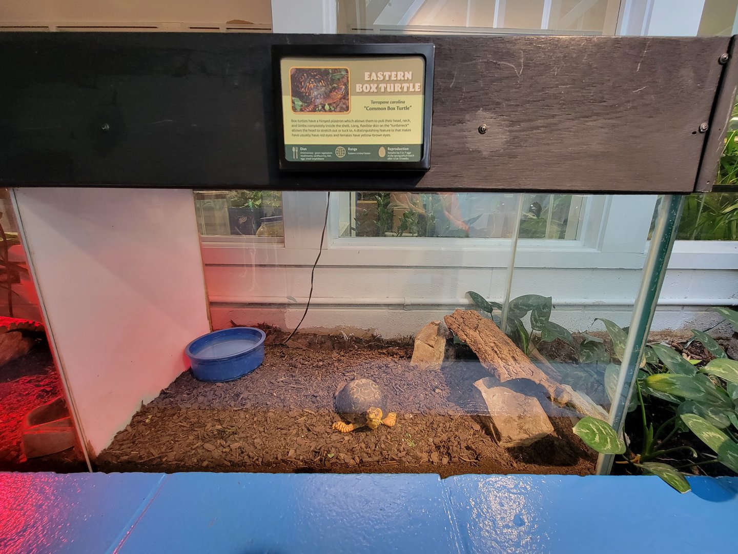 Louisville 5/22 - Metazoo, eastern box turtle