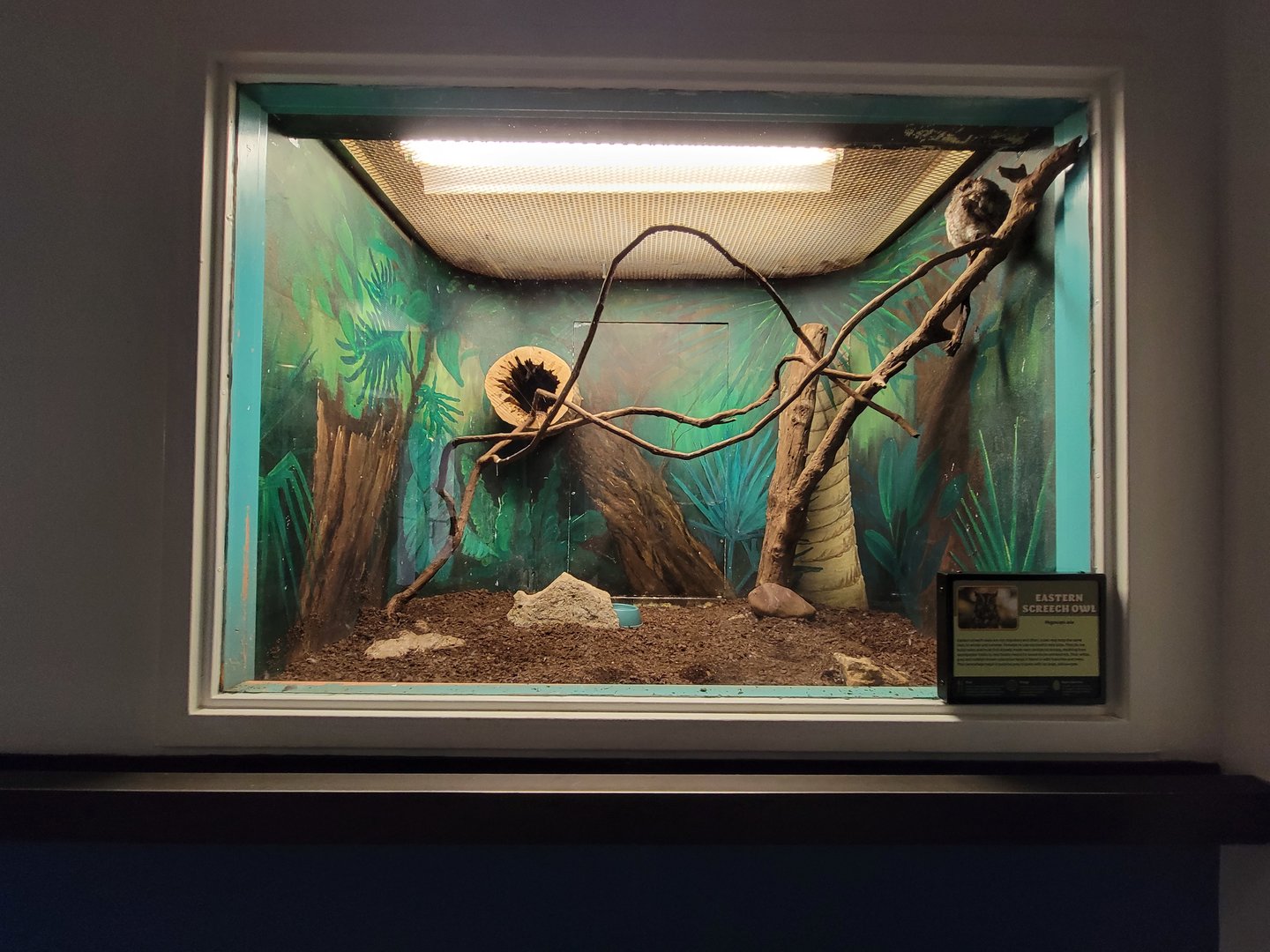 Louisville 5/22 - Metazoo, eastern screech owl