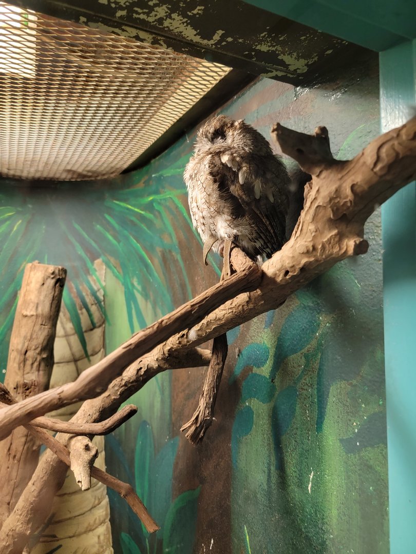 Louisville 5/22 - Metazoo, eastern screech owl