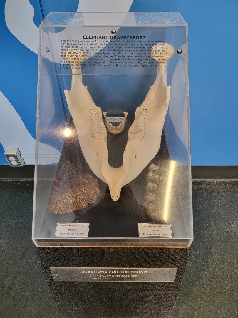 Louisville 5/22 - Metazoo, elephant, mammoth, mastodon, and human teeth