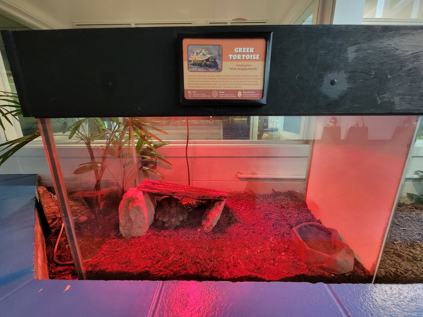 Louisville 5/22 - Metazoo, Greek tortoise