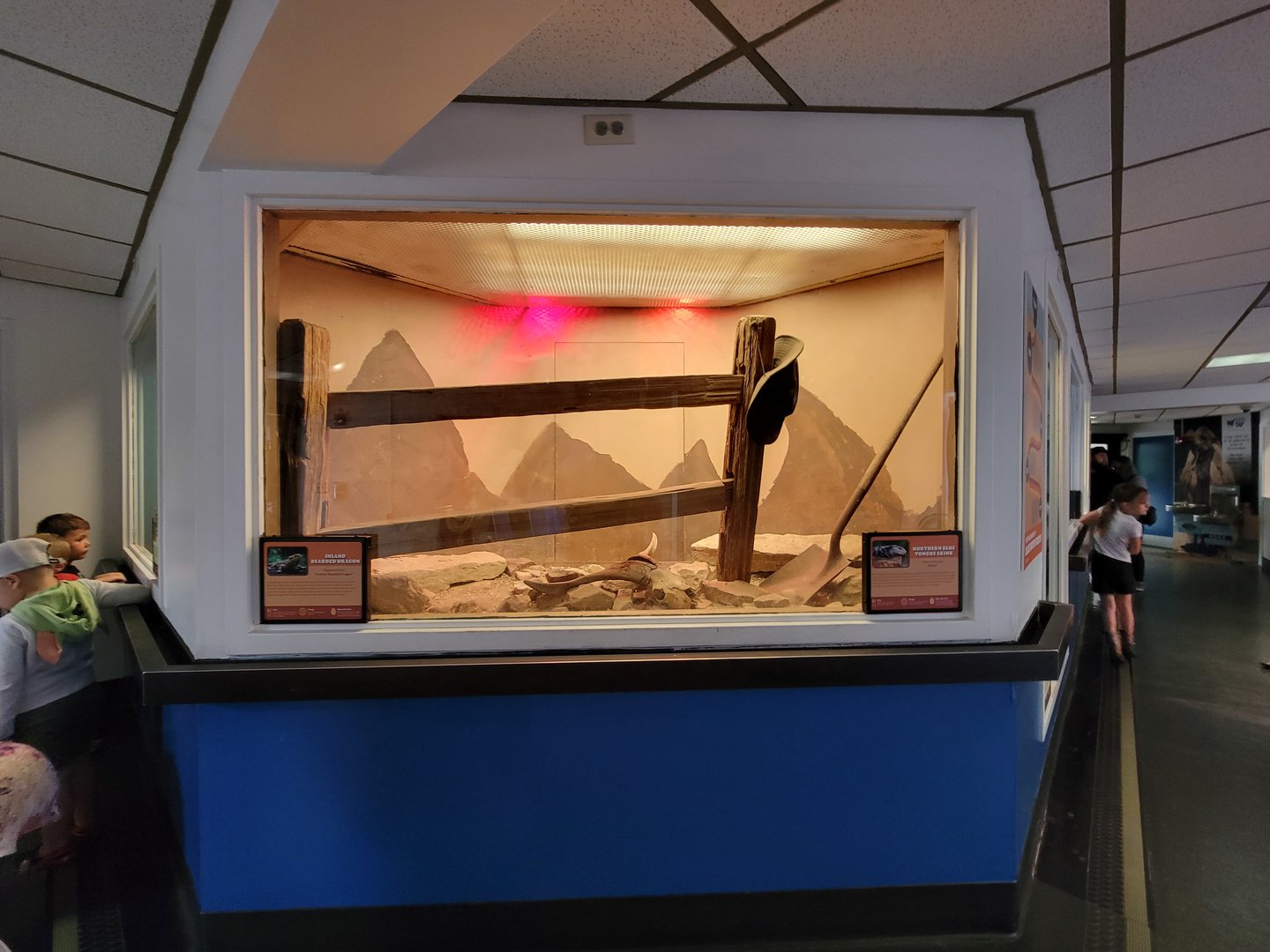 Louisville 5/22 - Metazoo, inland bearded dragon and northern blue-tongued skink