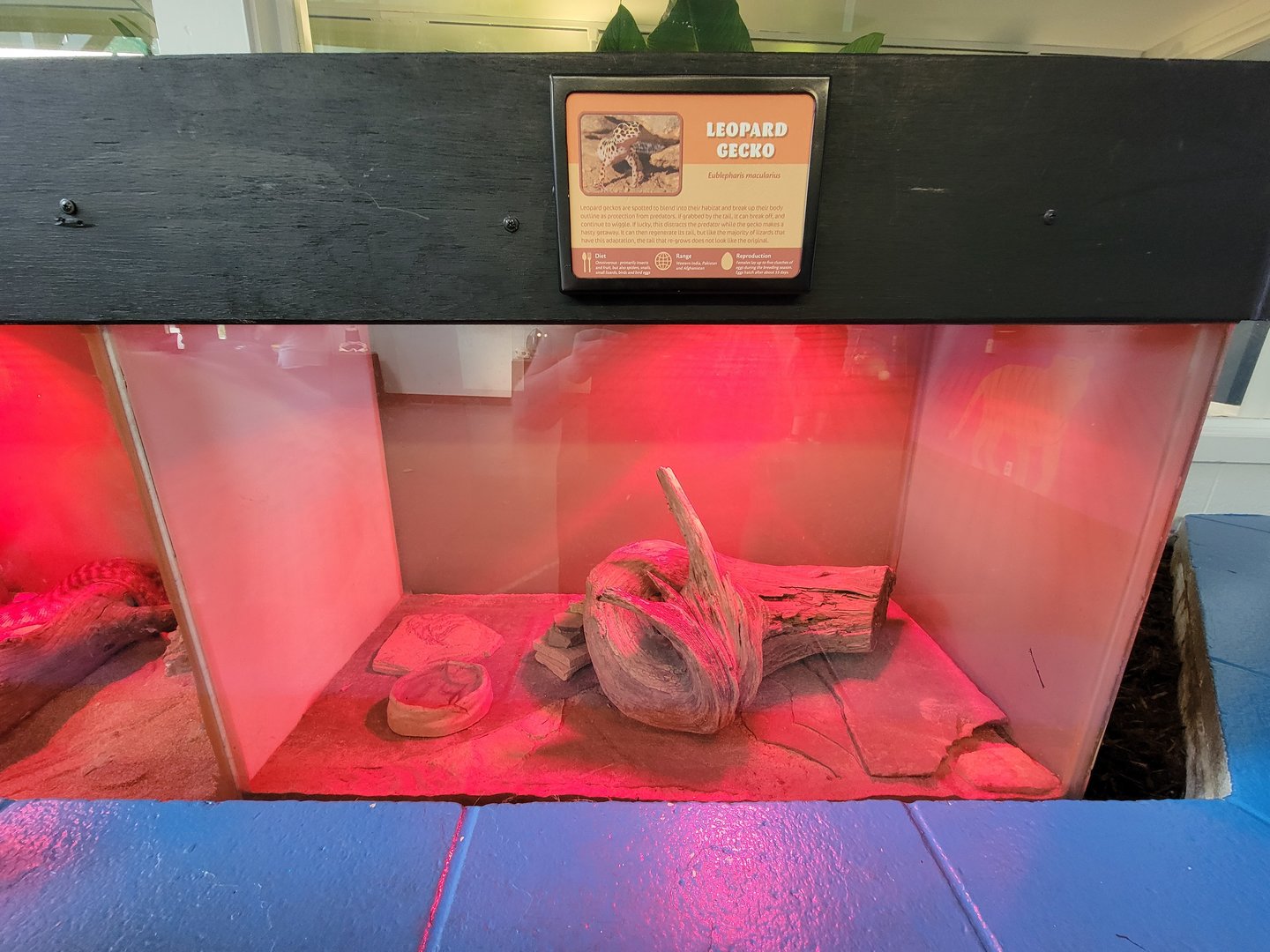 Louisville 5/22 - Metazoo, leopard gecko