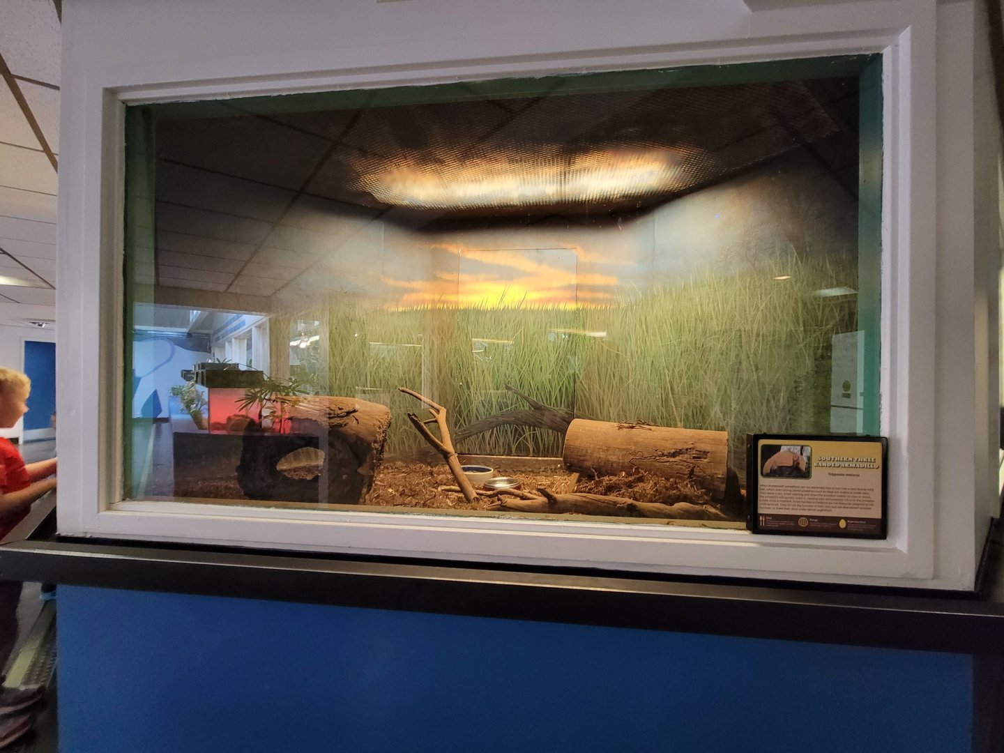 Louisville 5/22 - Metazoo, southern three-banded armadillo